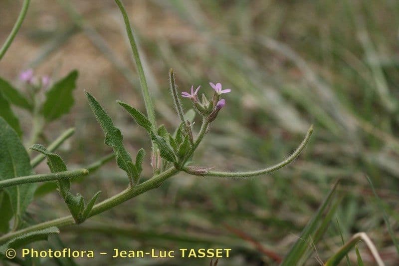 Malcolmia africana 19
