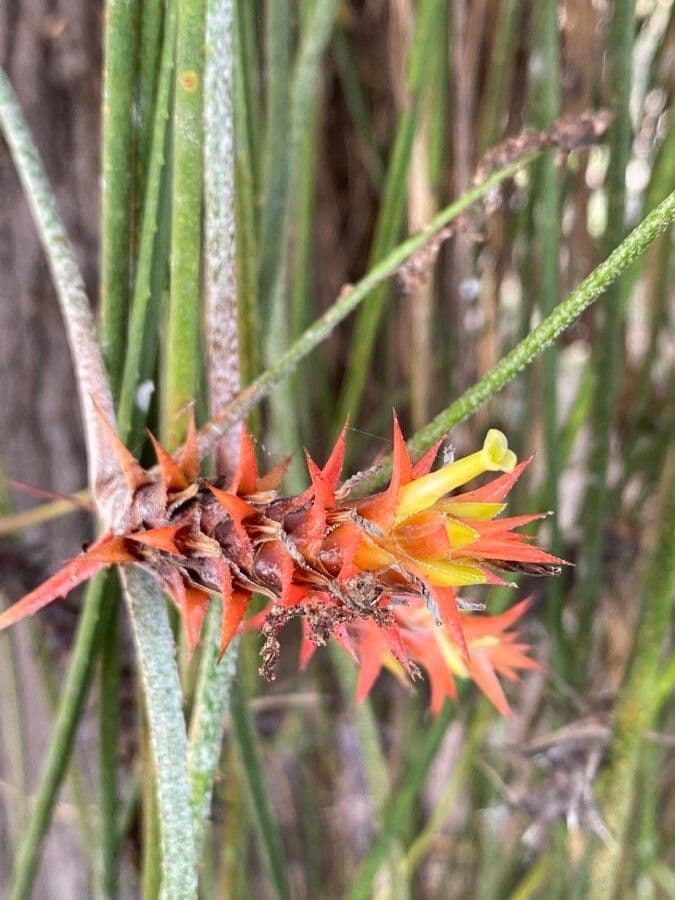 Acanthostachys 3