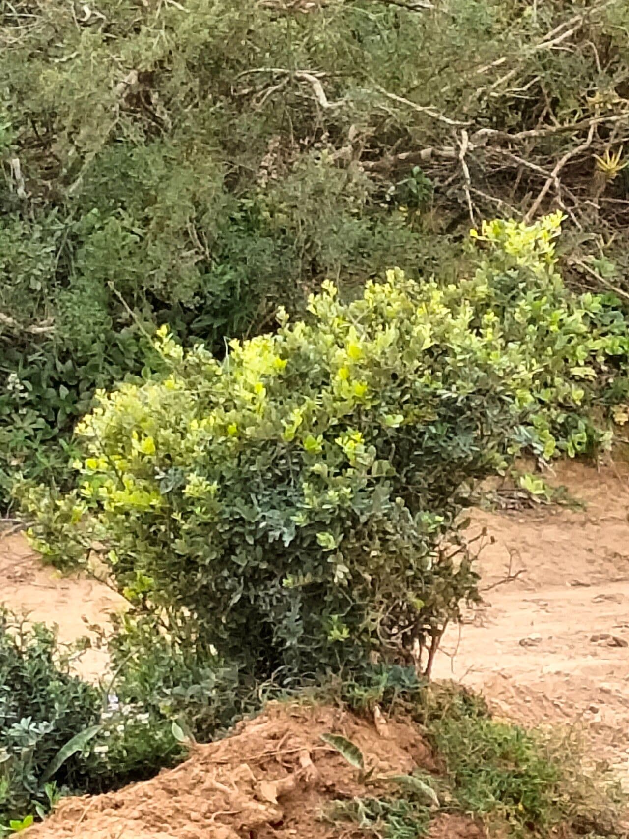Capparis 3