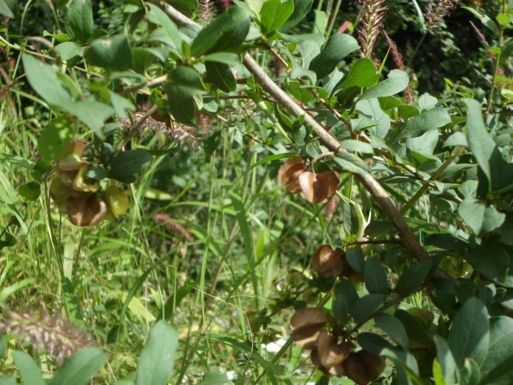 Combretum 3