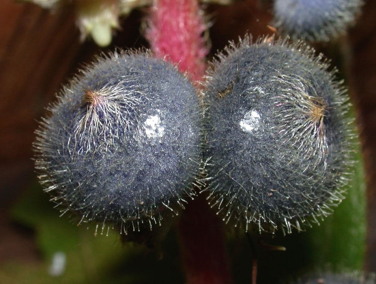 Miconia 3