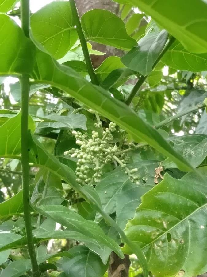 Dysoxylum Gaudichaud
