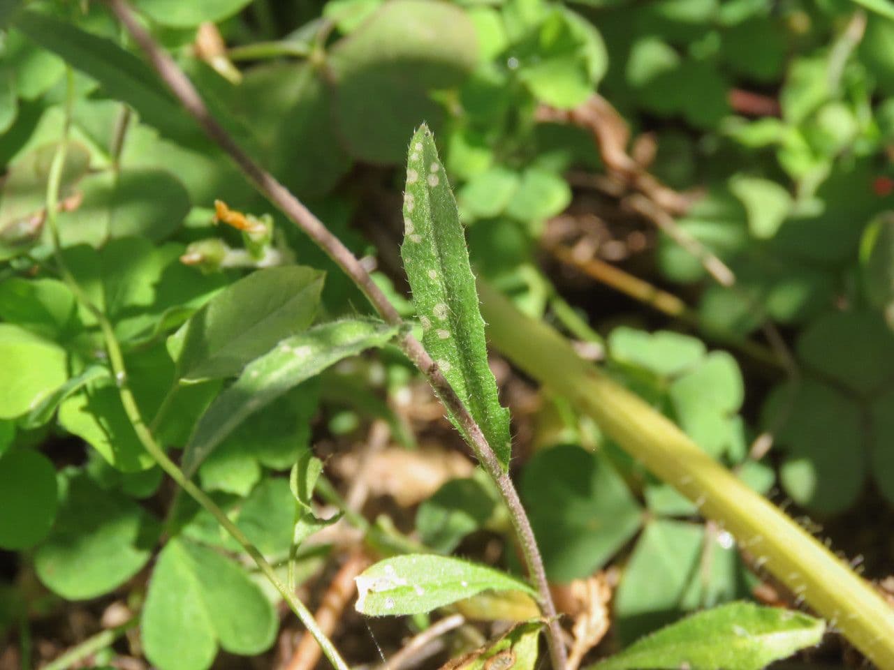 Capsella rubella 11