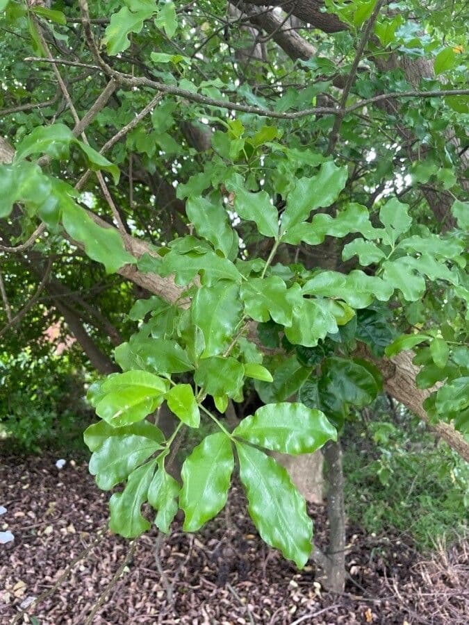 Vitex lucens 13