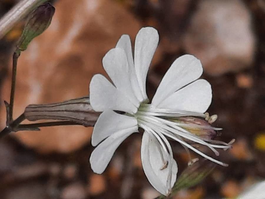 Silene italiana 8