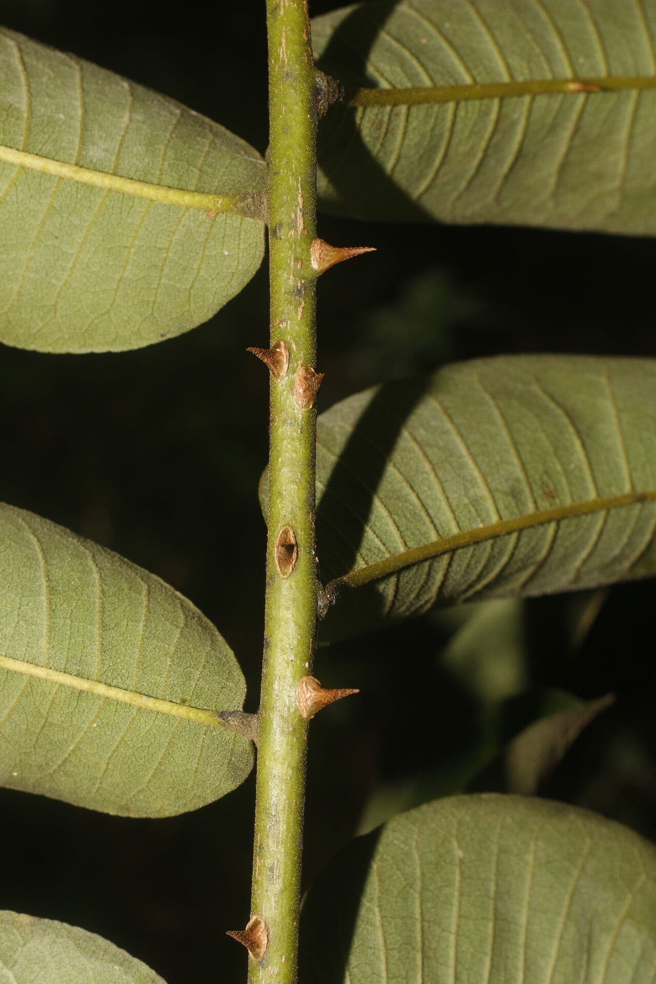 Zanthoxylum 2