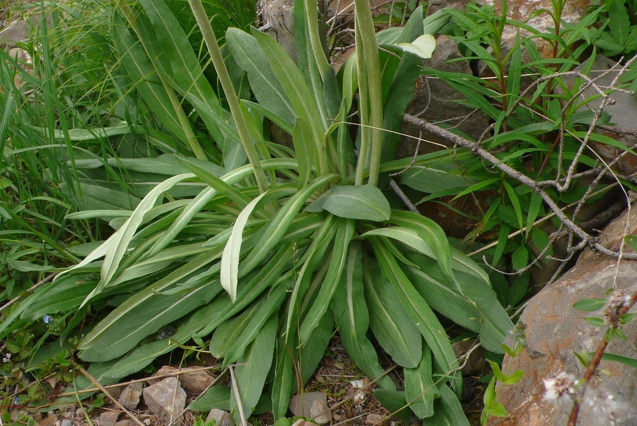 Primula 4
