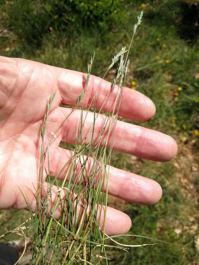 Festuca ovina 16