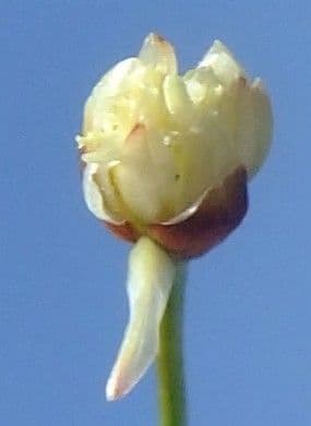 Jonc à trois fleurs 9