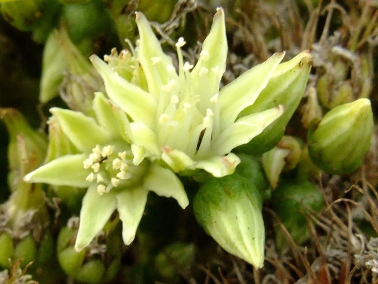 Aeonium 3