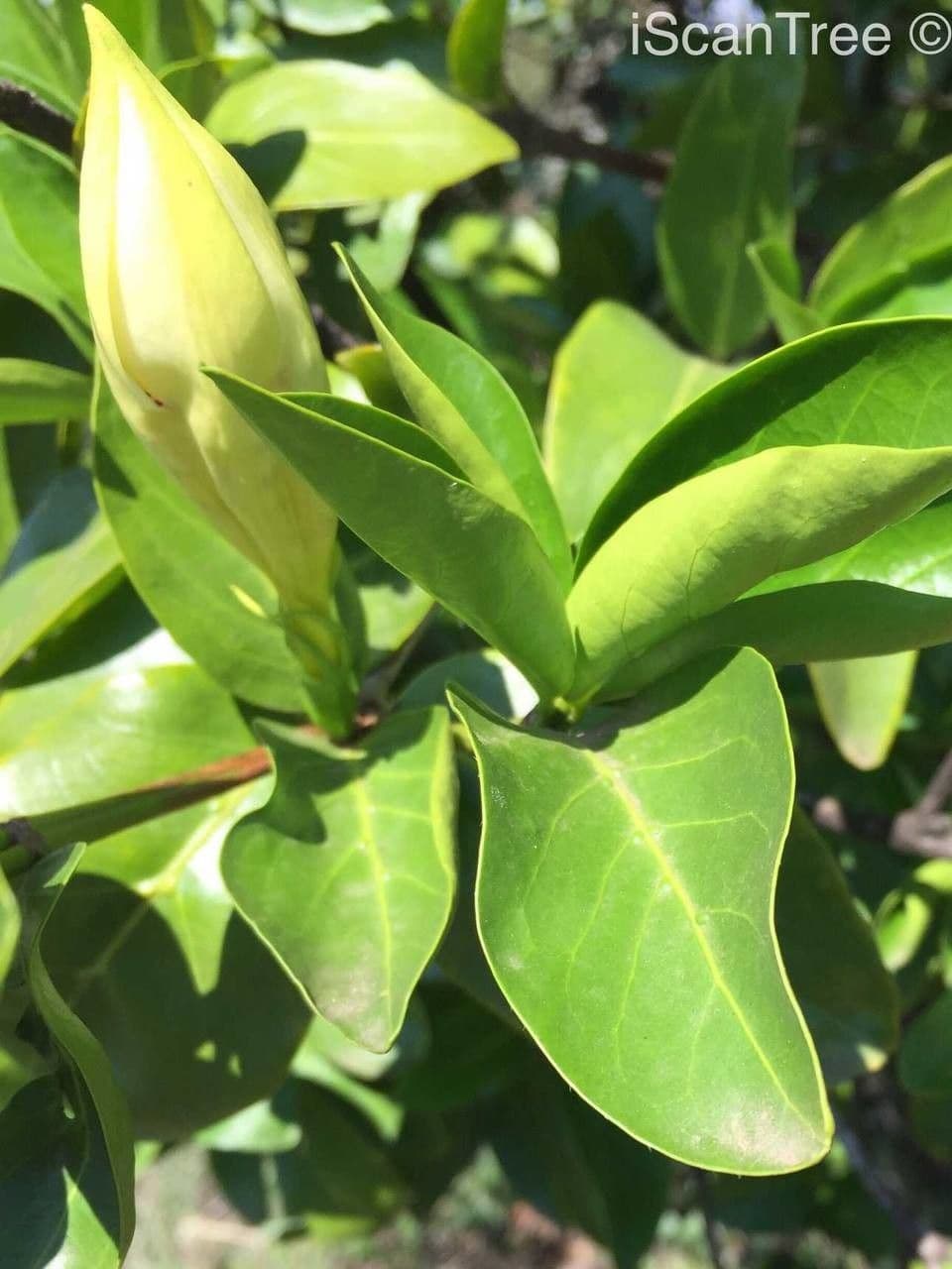 Gardenia del Capo 19