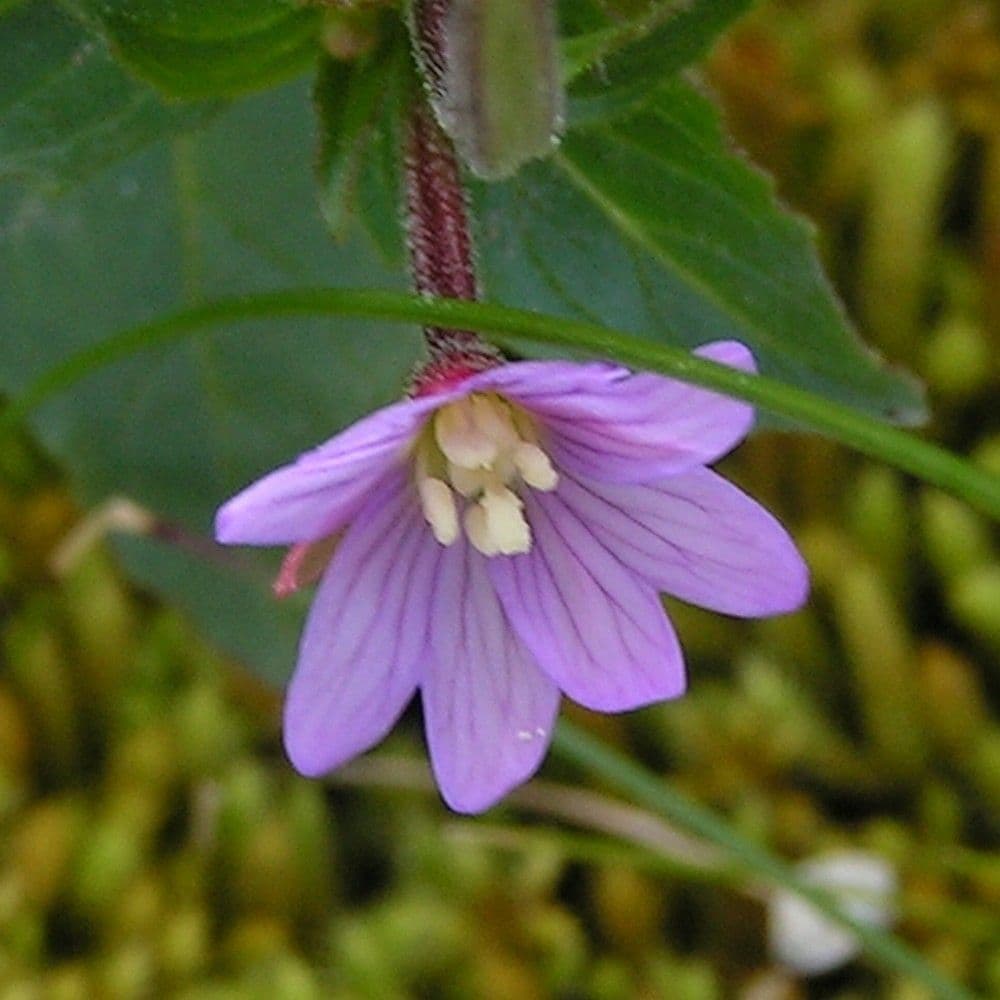 Epilobium 6