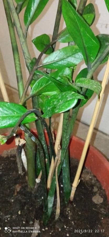 Pianta di ZZ 25