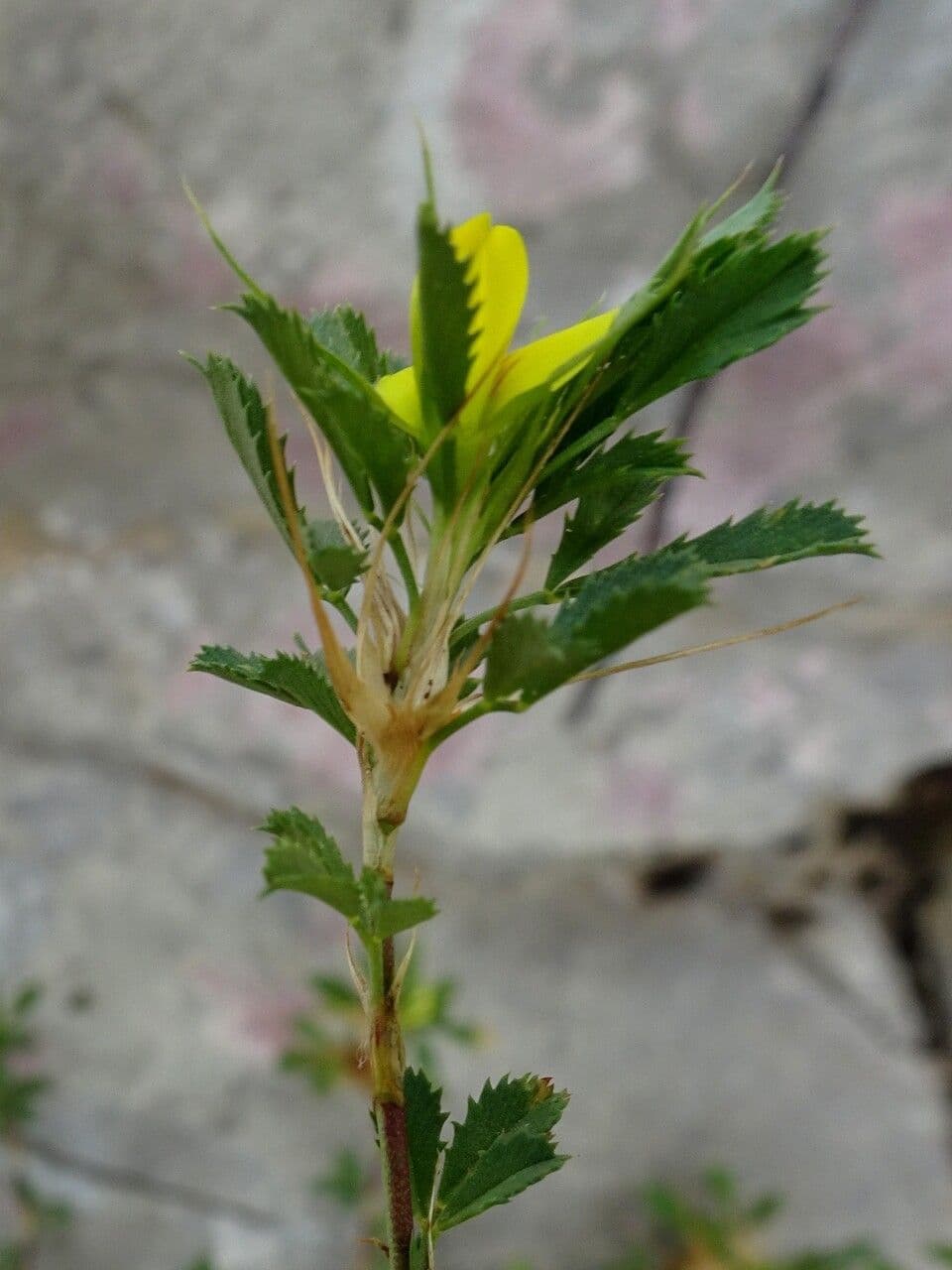 Asnallo 28