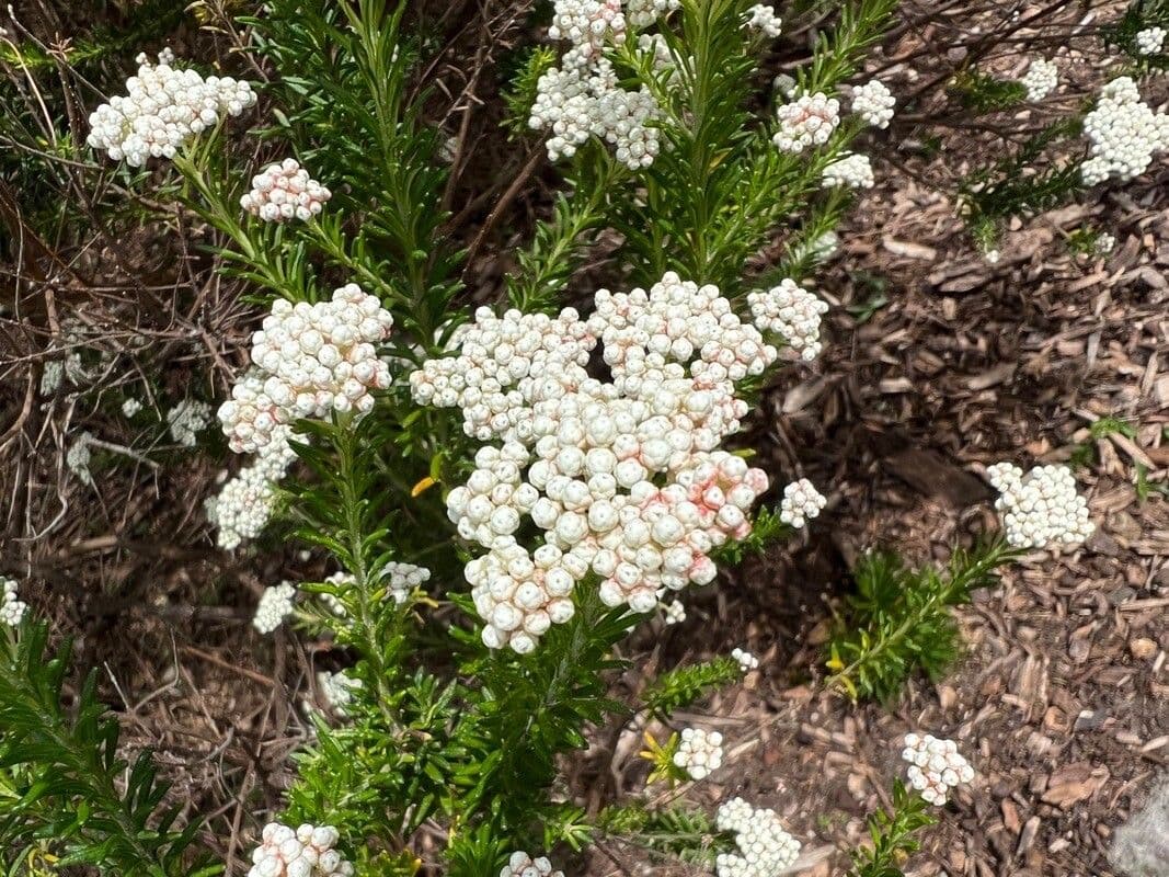 Ozothamnus diosmifolius 5