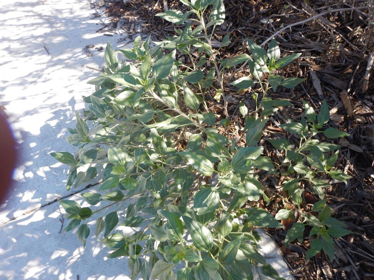 Encelia kalifornská 11