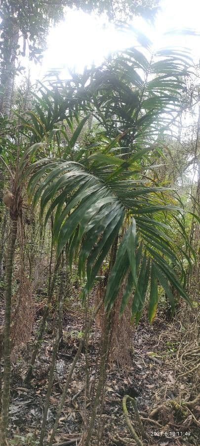 Bactris 9