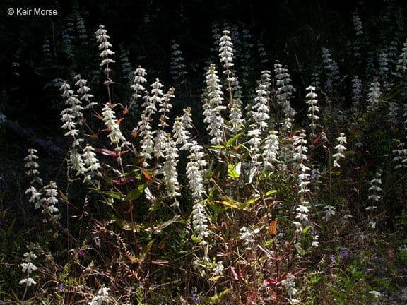 Collinsia tinctoria 11