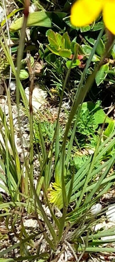 Sisyrinchium 4