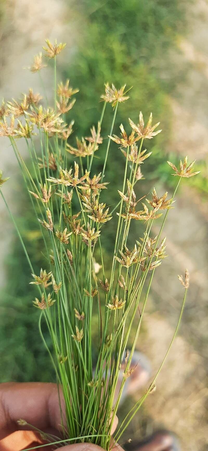 Bulbostylis barbata 3