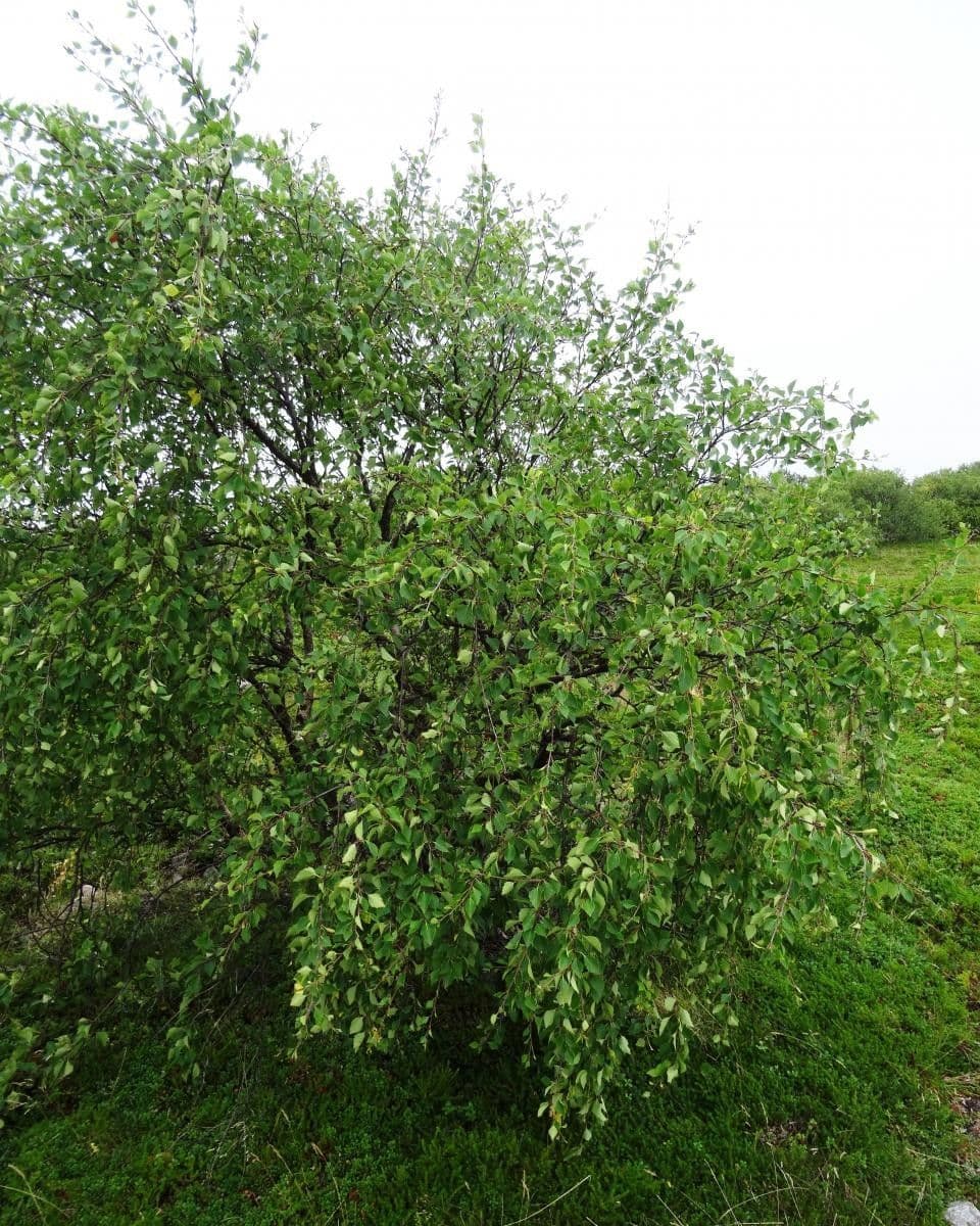 Betula humilis 9