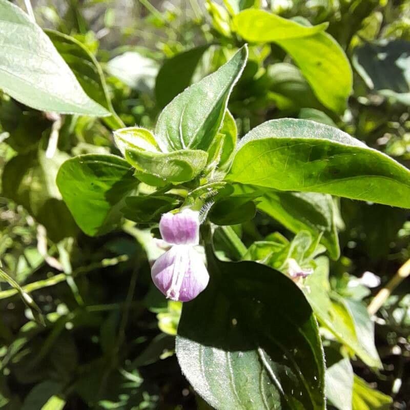Dicliptera