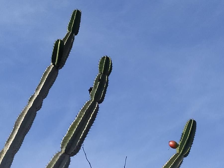 Cereus 15