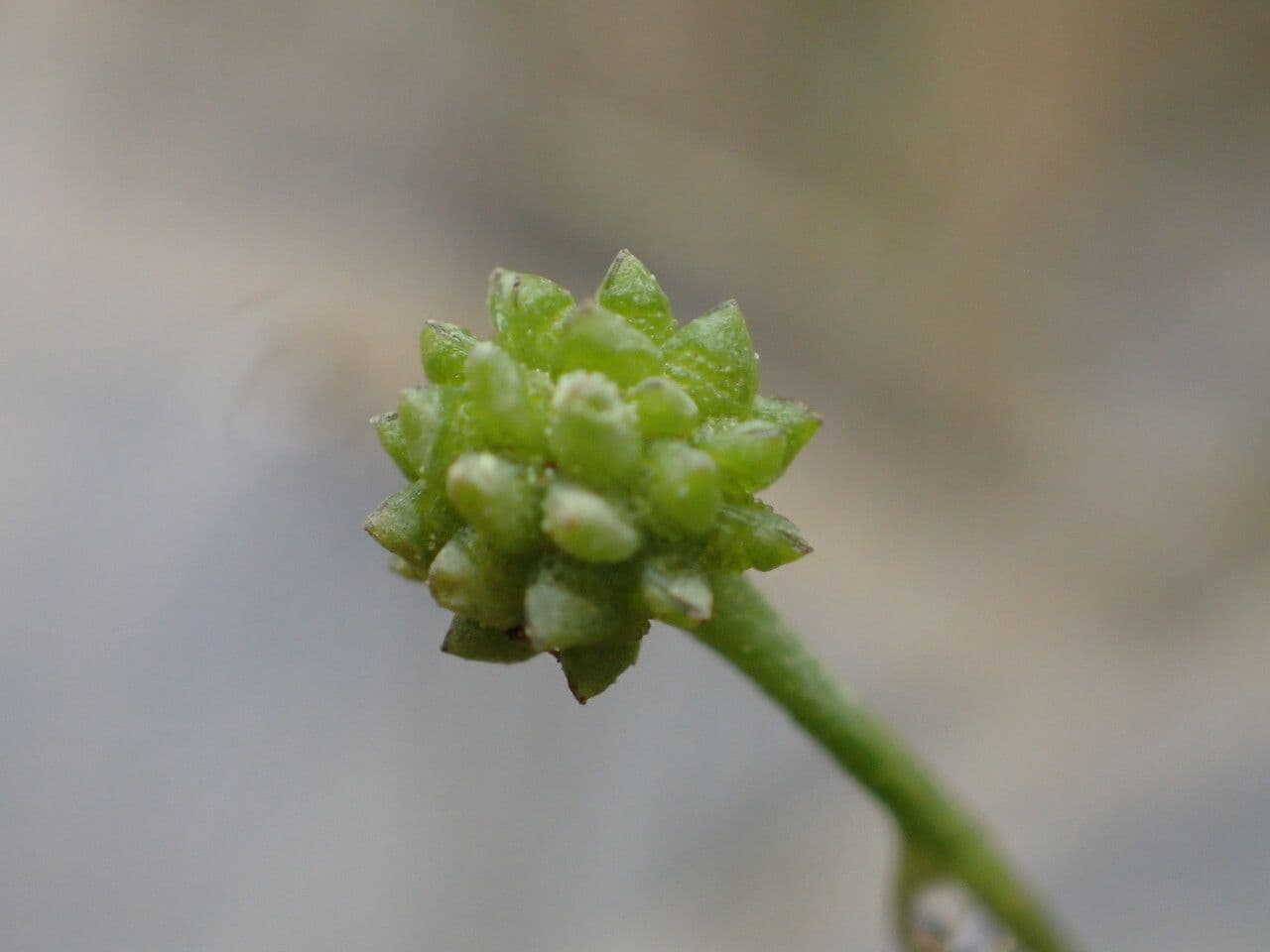 Hahnenfuß-Mutterzunge