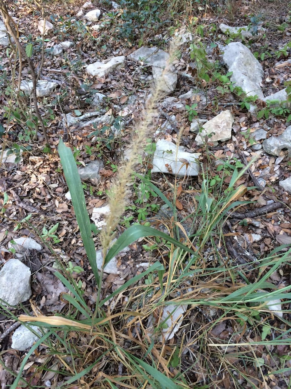 Setaria 5