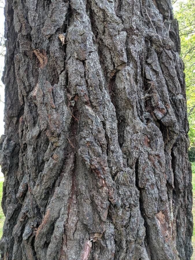 Pino