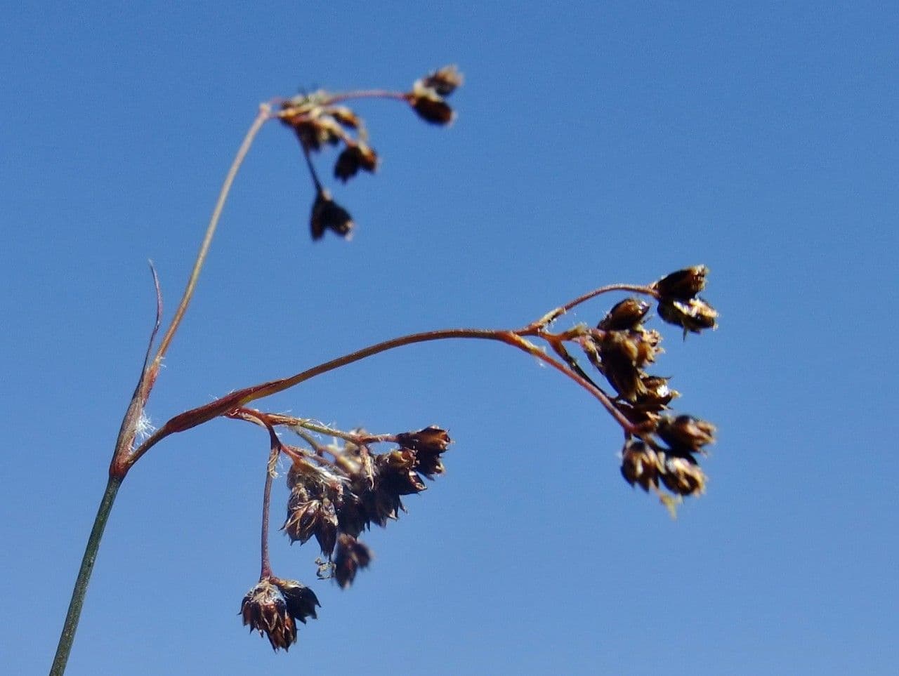 Alpen-Haar-Simse 5