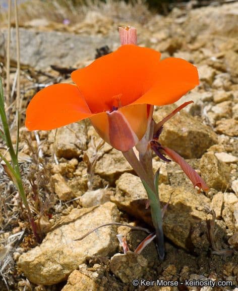 Calochortus di Kennedy 6