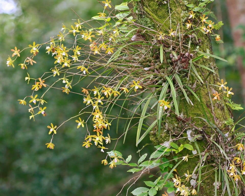 Encyclia 3