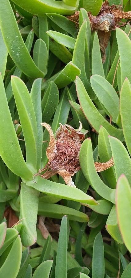 Fico degli Ottentotti 3