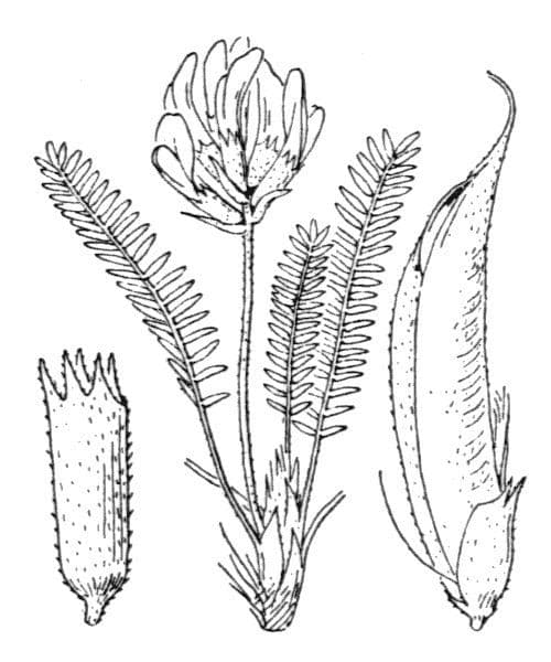 Oxytropis fetida 22