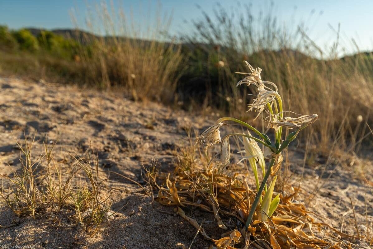 Pankracjum nadmorskie 12