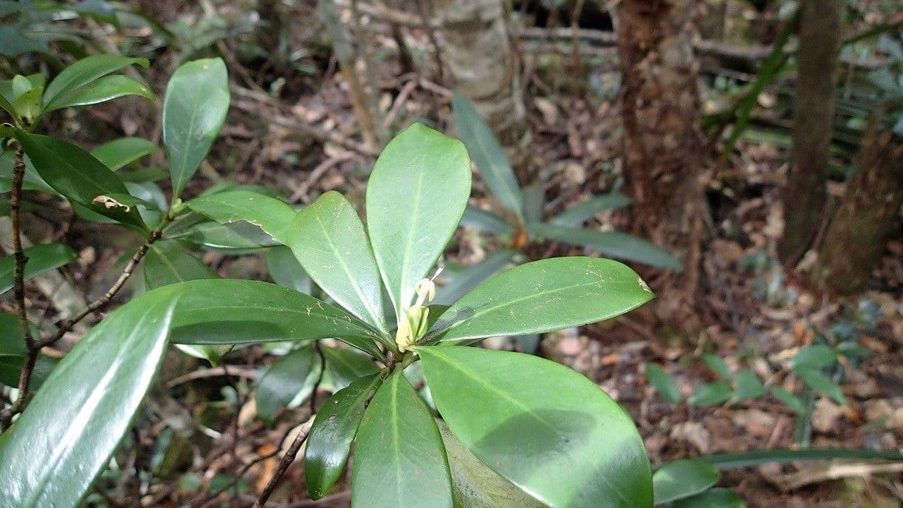 Psychotria 3