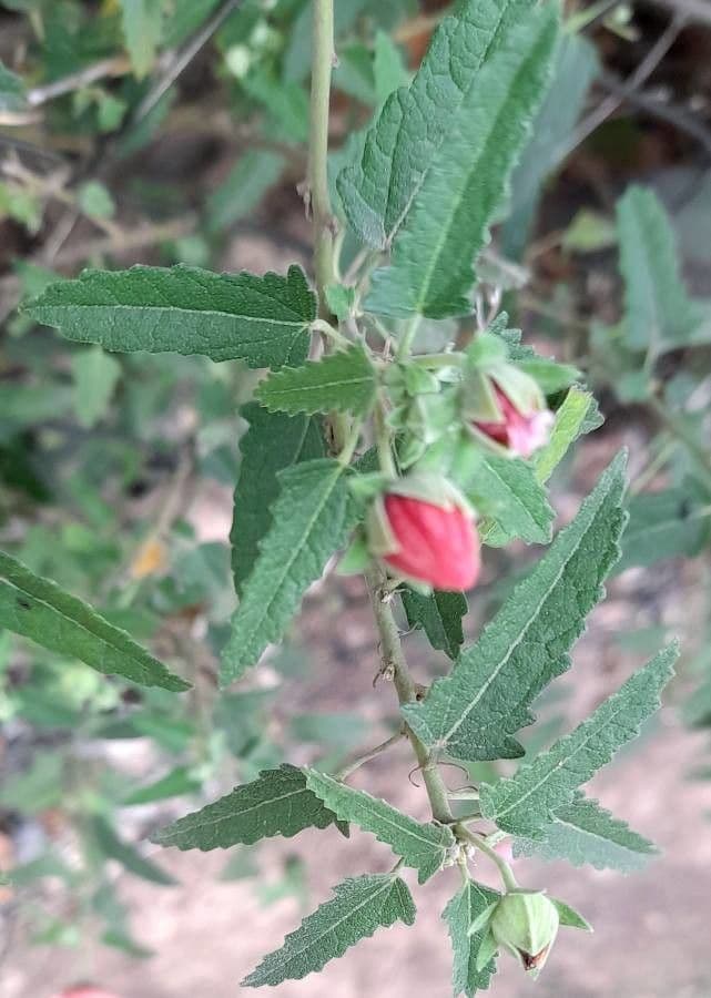 Pavonia hastata 19