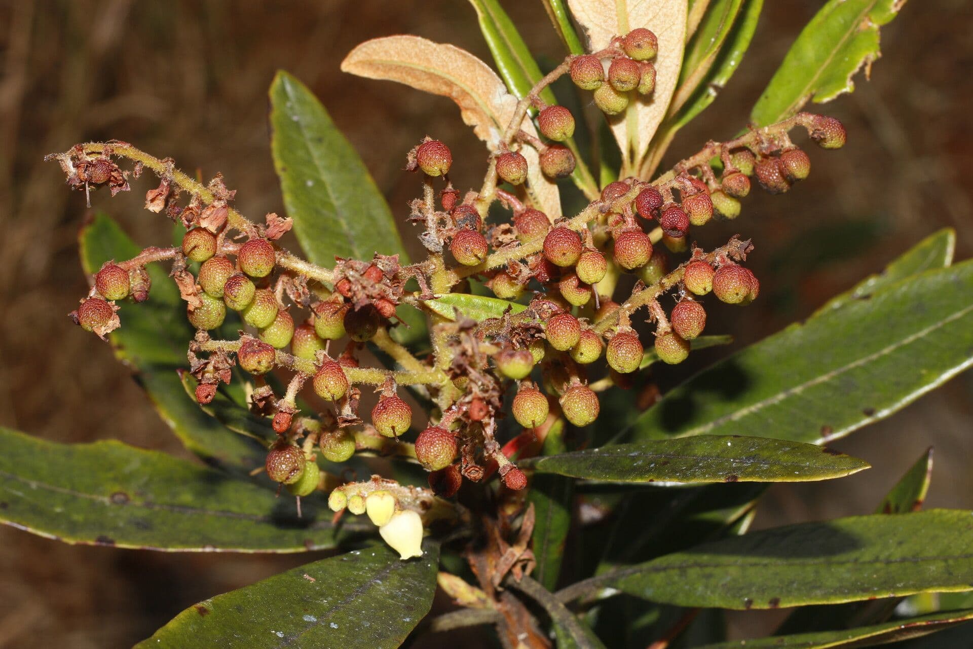 Manzanita