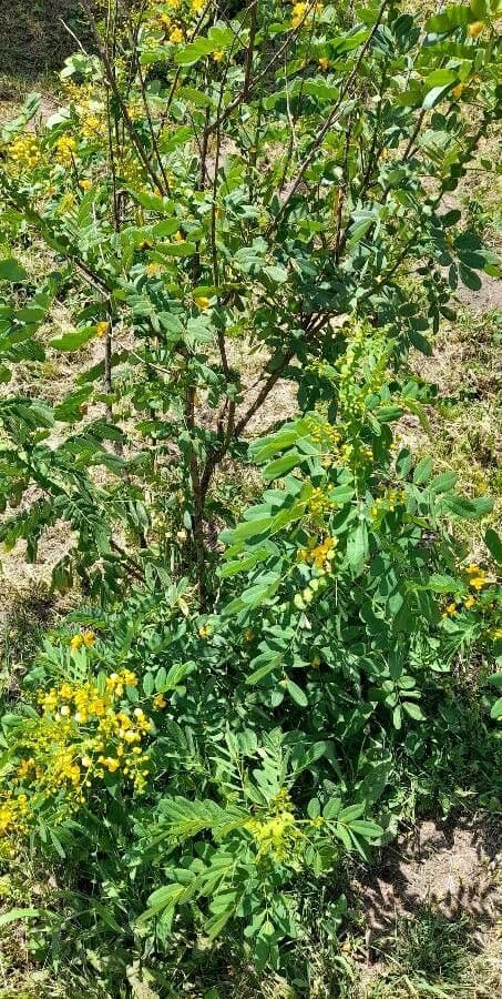 Senna 3