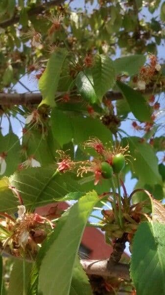 Ciliegio giapponese 5