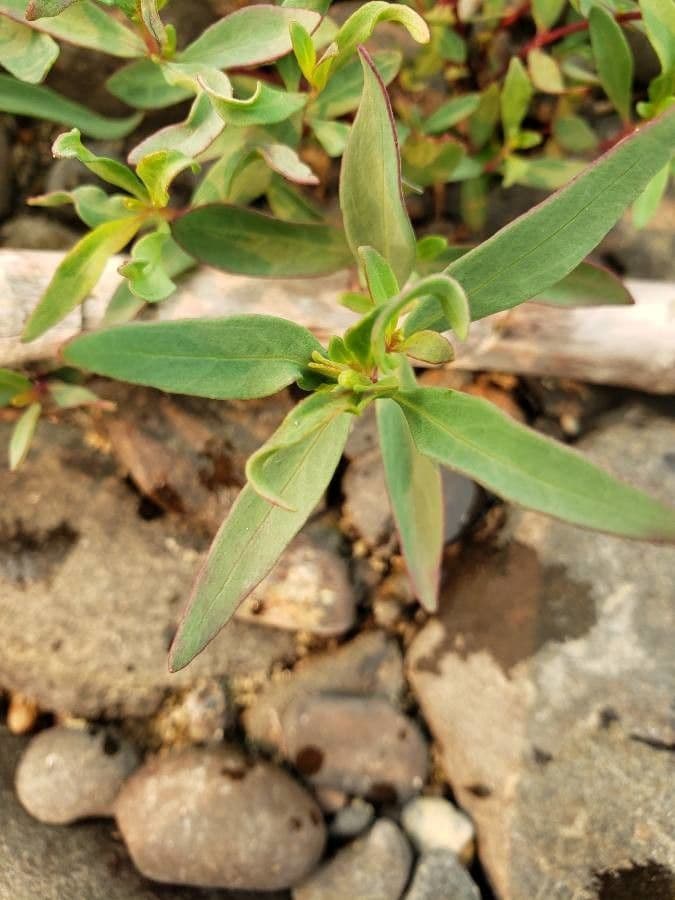 Clarkia romboidale 12