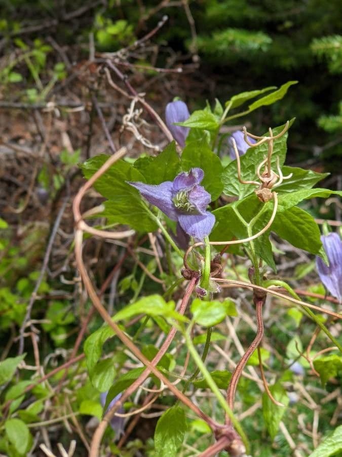 Clematis occidental 6