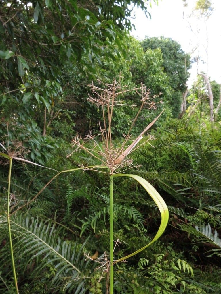Rhynchospora corymbosa 5