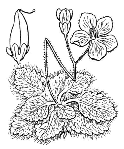 Ramonda Mycona 25