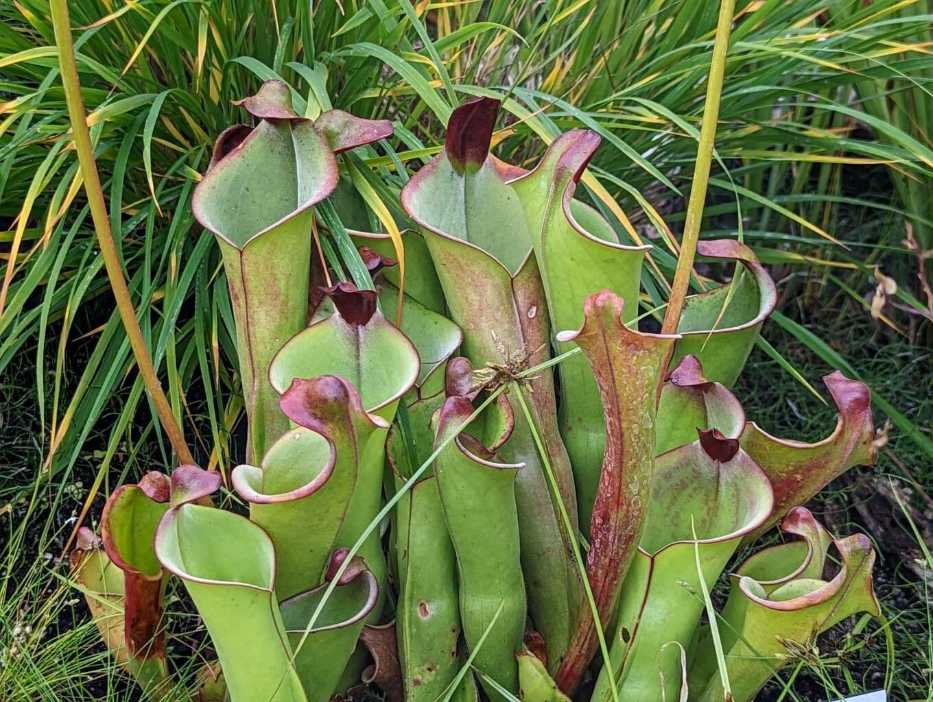 Heliamphora 4