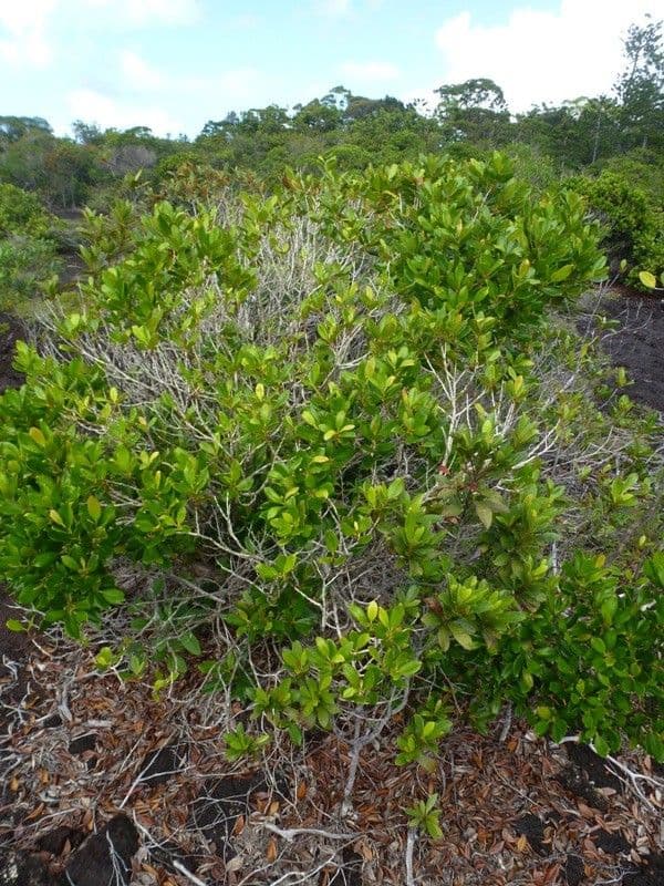 Tristaniopsis 6