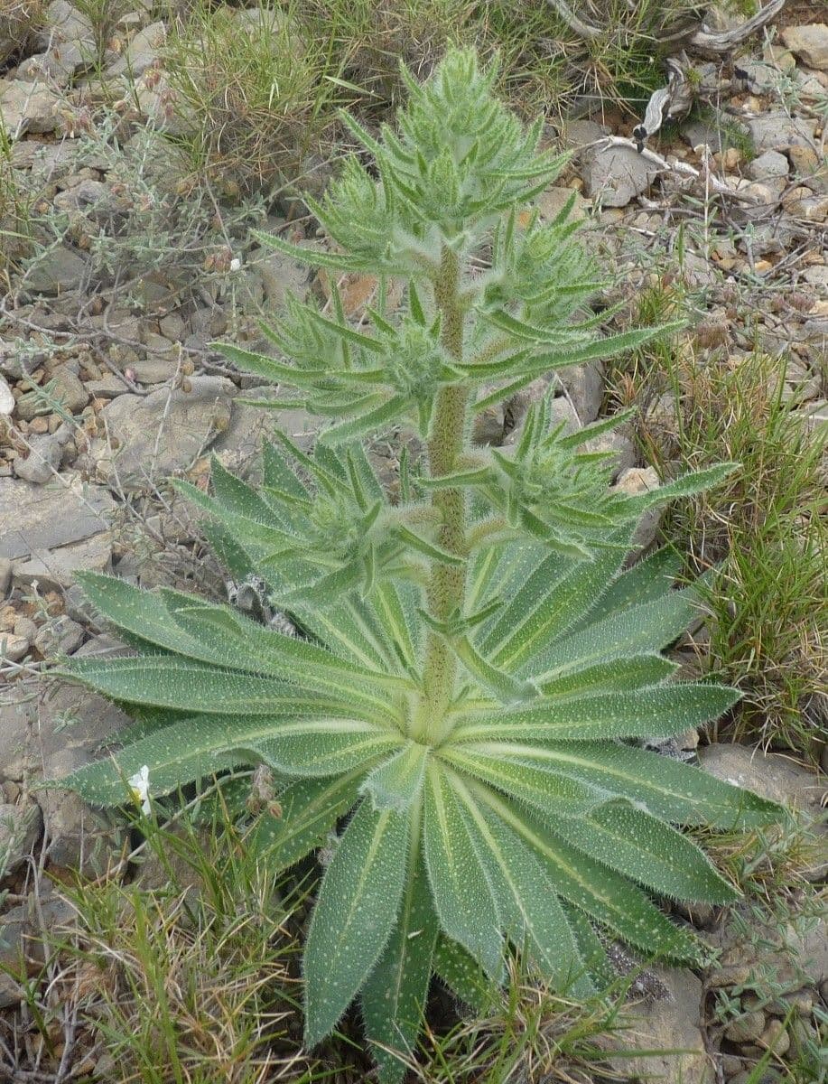 Echium asperrimum 9