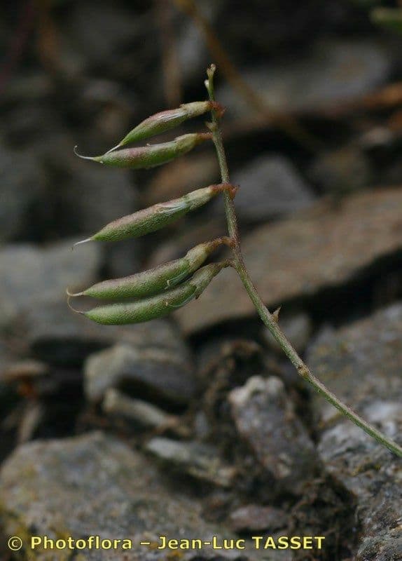 Astragalo austriaco 3
