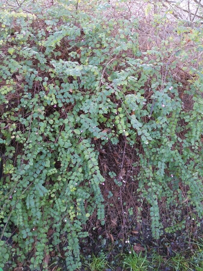 Sinfricarpo orbicolare 14